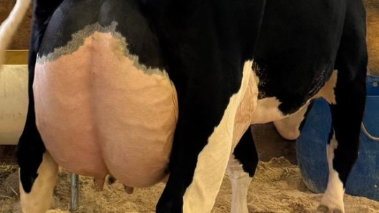 Vaca holandesa produzindo 114,83 Kg de leite por dia ganha torneiro leiteiro no Paraná 